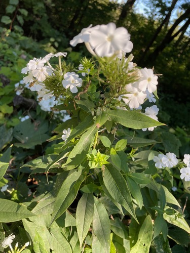 Phlox paniculata spp. (Tall Phlox Mix) (alternate view 7)