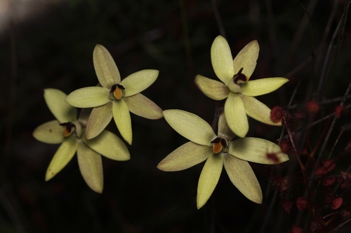 Thelymitra antennifera (lemon-scented sun orchid) (alternate view 9)