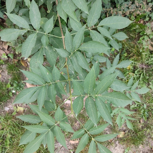 Sambucus nigra (alternate view 8)