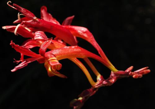 Crocosmia (Montbretias) (alternate view 5)