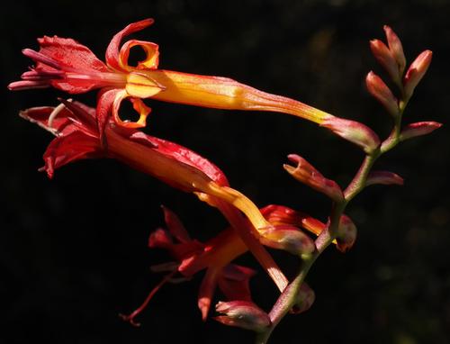 Crocosmia (Montbretias) (alternate view 6)