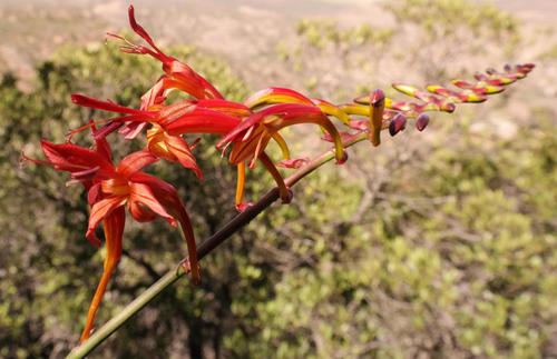 Crocosmia (Montbretias) (alternate view 8)