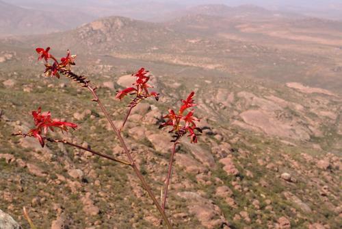 Crocosmia (Montbretias) (alternate view 7)