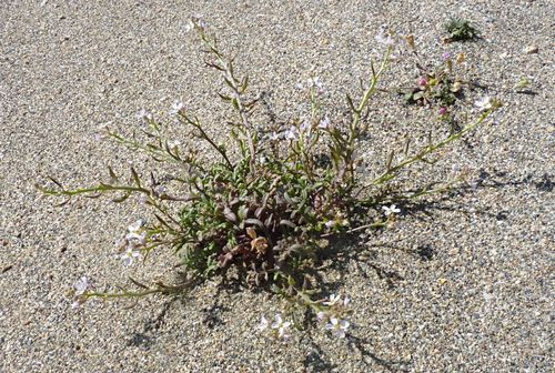 Cakile maritima (European Searocket)