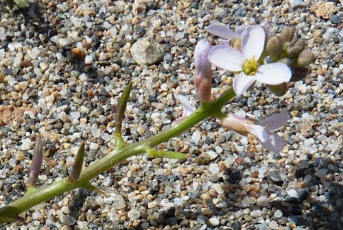 Cakile maritima (European Searocket)