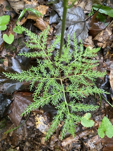 Sceptridium dissectum (Cutleaf Grapefern)