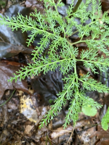 Sceptridium dissectum (Cutleaf Grapefern) (alternate view 2)