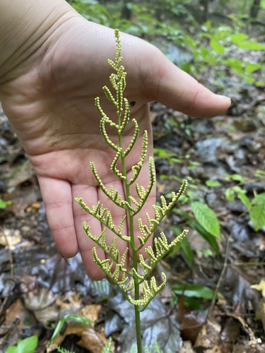Sceptridium dissectum (Cutleaf Grapefern) (alternate view 3)