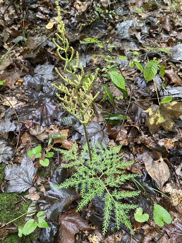 Sceptridium dissectum (Cutleaf Grapefern) (alternate view 4)