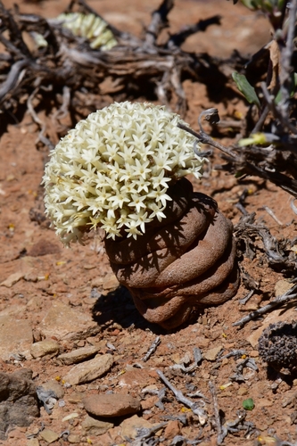 Crassula (Stonecrops) (alternate view 3)
