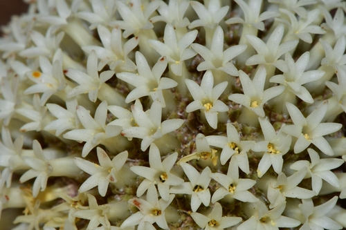 Crassula (Stonecrops) (alternate view 4)