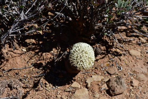 Crassula (Stonecrops) (alternate view 5)