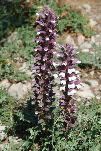 Acanthus spinosus (Spiny Bear's Breeches) (alternate view 2)
