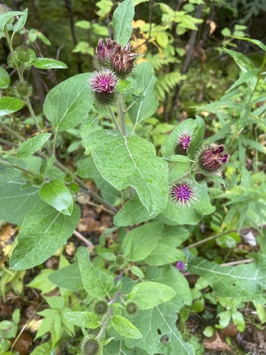 Arctium minus (burrdock) (alternate view 4)