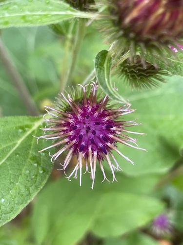 Arctium minus (burrdock) (alternate view 3)