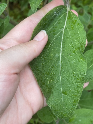 Arctium minus (burrdock) (alternate view 2)