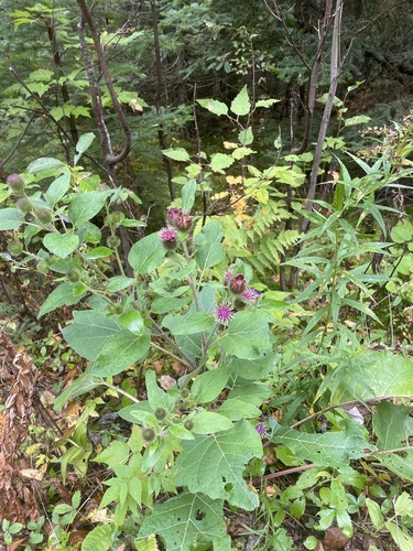 Arctium minus (burrdock)
