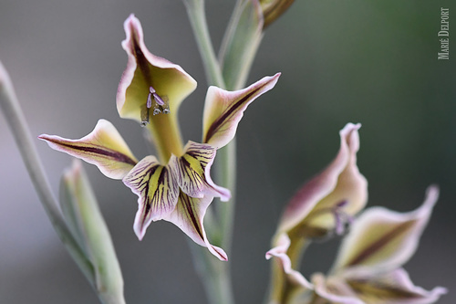 Gladiolus (Gladioli) (alternate view 8)