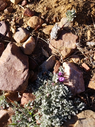 Astragalus purshii (woollypod milkvetch) (alternate view 3)