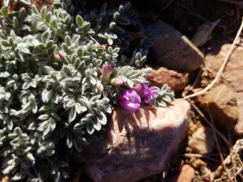 Astragalus purshii (woollypod milkvetch) (alternate view 4)