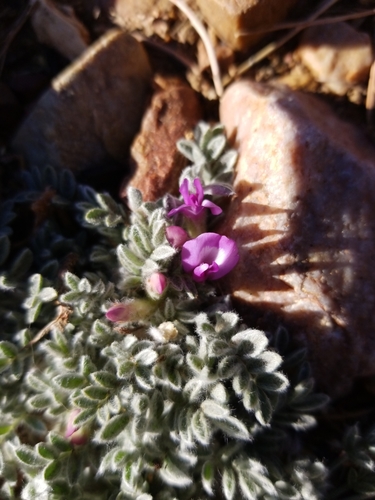 Astragalus purshii (woollypod milkvetch) (alternate view 5)