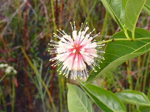 Cephalanthus occidentalis (Buttonbush)