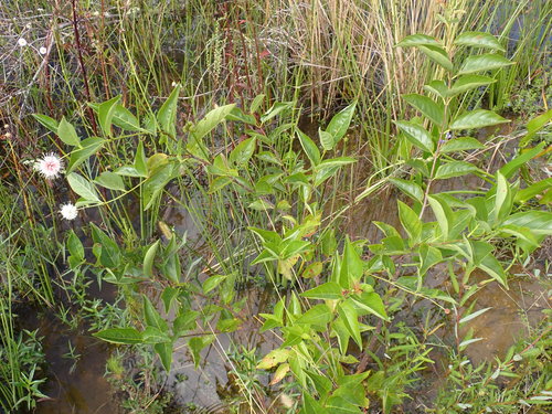 Cephalanthus occidentalis (Buttonbush)