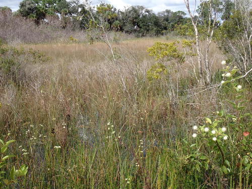 Cephalanthus occidentalis (Buttonbush)