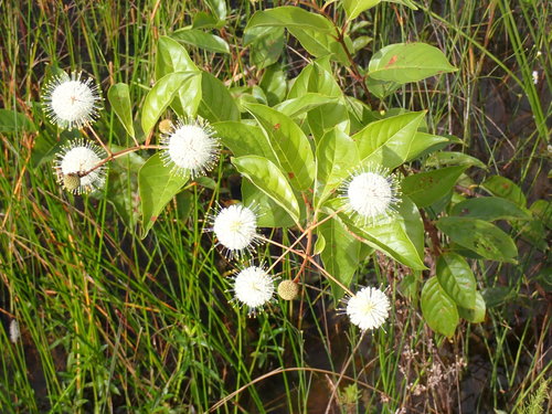 Cephalanthus occidentalis (Buttonbush)