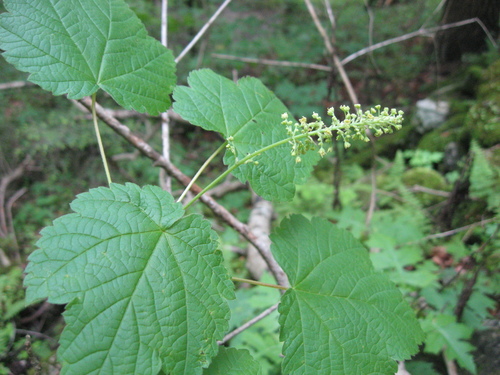 Acer spicatum (Mountain Maple) (alternate view 2)