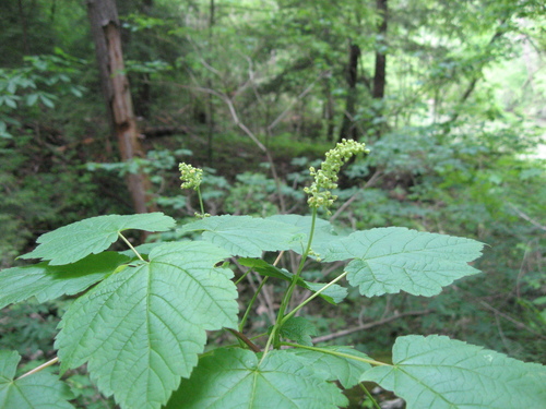 Acer spicatum (Mountain Maple) (alternate view 3)