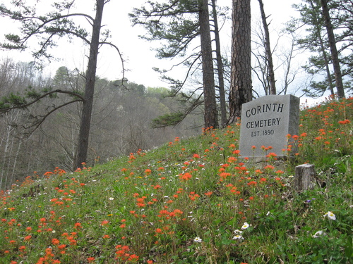 Castilleja coccinea (Painted-cup paintbrush) (alternate view 5)