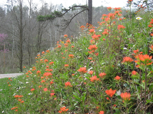 Castilleja coccinea (Painted-cup paintbrush) (alternate view 6)