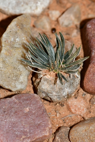 Ornithogalum (star-of-Bethlehem) (alternate view 8)