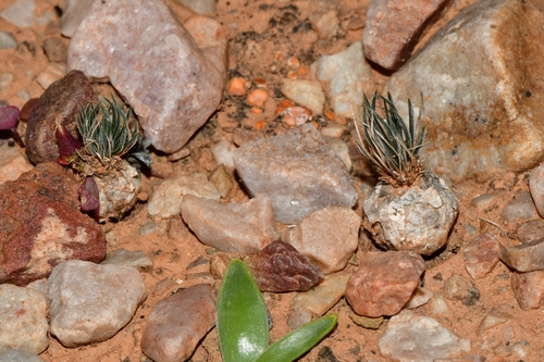 Ornithogalum (star-of-Bethlehem) (alternate view 9)