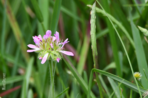Pelargonium capitatum (rose-scented geranium) (alternate view 5)