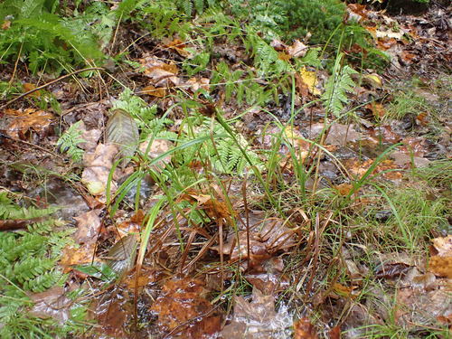 Carex lupulina (hop sedge)