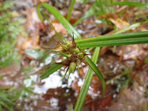 Carex lupulina (hop sedge) (alternate view 5)