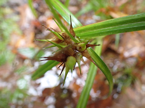 Carex lupulina (hop sedge) (alternate view 3)