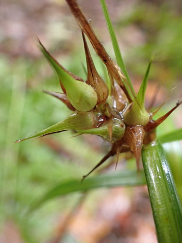 Carex lupulina (hop sedge) (alternate view 2)