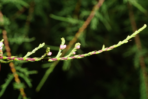 Tamarix gallica (French tamarisk)