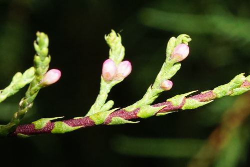 Tamarix gallica (French tamarisk)
