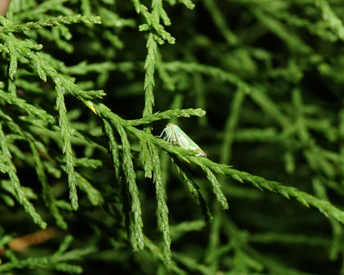 Tamarix gallica (French tamarisk)