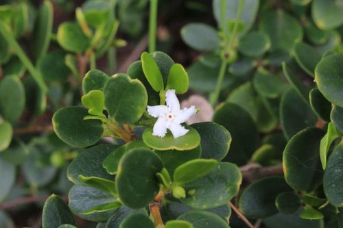 Alyxia buxifolia (Sea Box) (alternate view 5)