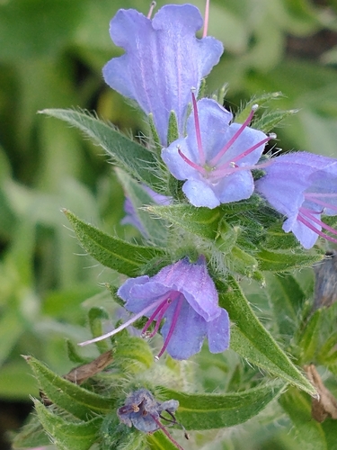 Echium vulgare (blueweed)