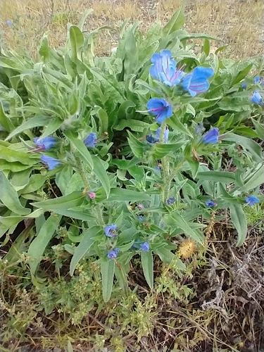 Echium vulgare (blueweed)