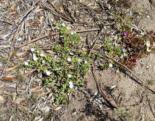 Carpobrotus (sea figs)