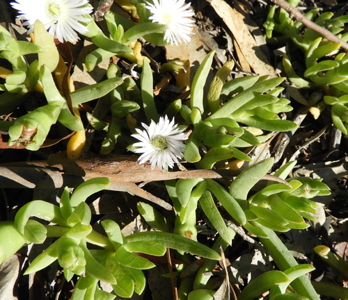 Carpobrotus (sea figs) (alternate view 2)