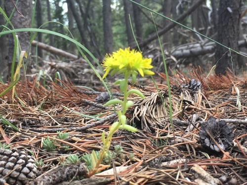 Sedum lanceolatum (Spearleaf Stonecrop)