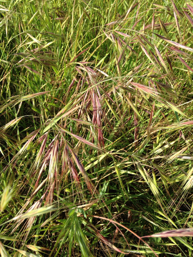 Bromus diandrus (great brome) (alternate view 7)